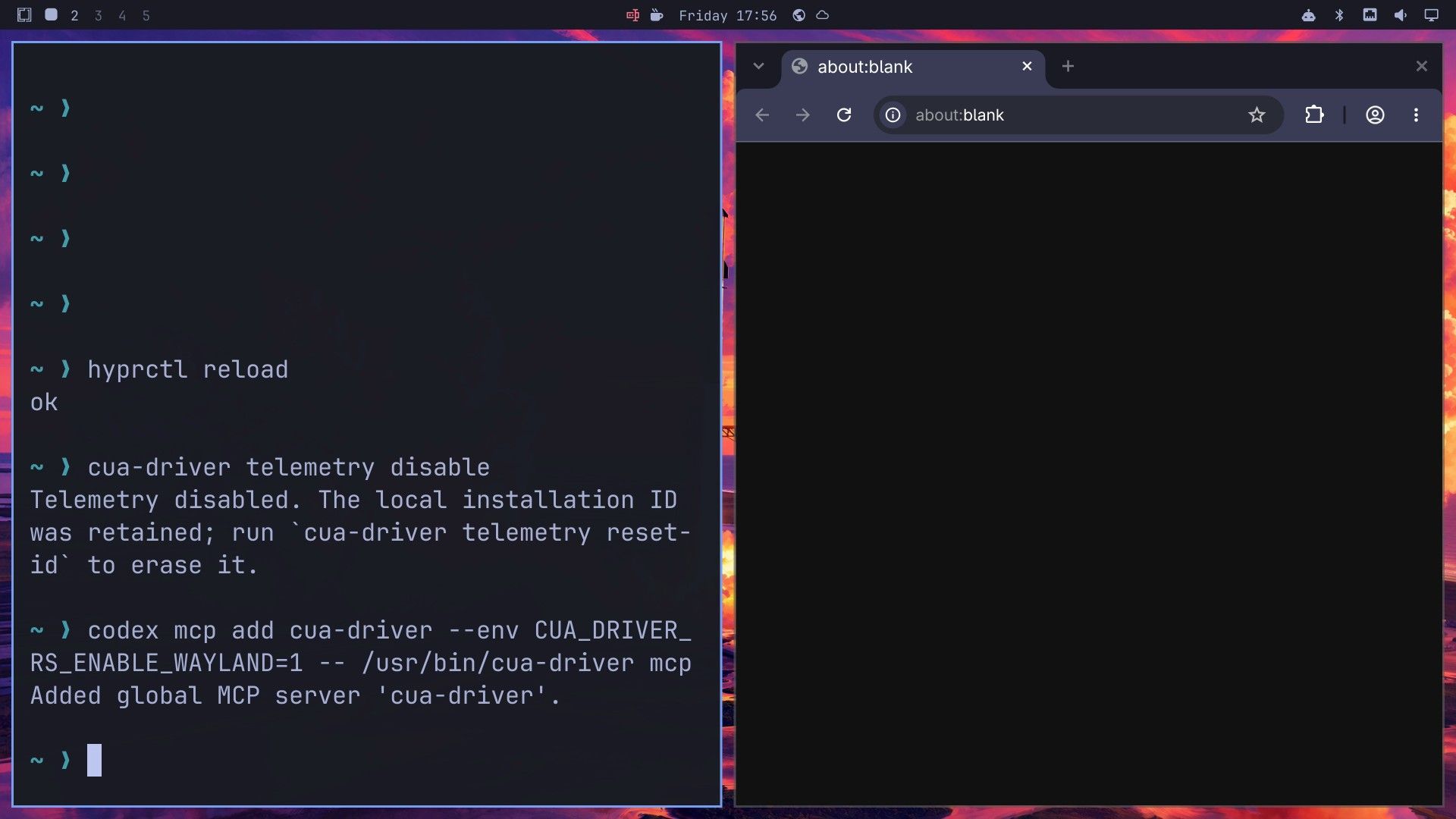 A terminal on Omarchy after hyprctl reload, cua-driver telemetry disable with its reply, and codex mcp add with the reply Added global MCP server cua-driver, next to an empty Chromium window
